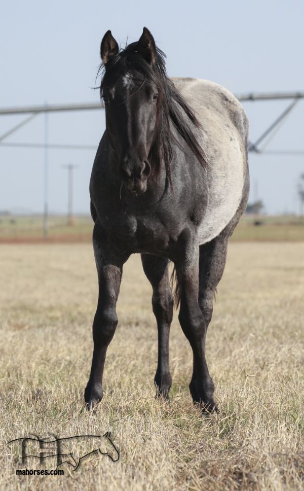 Blue Whip Topping MA's 2021 Blue Roan Filly